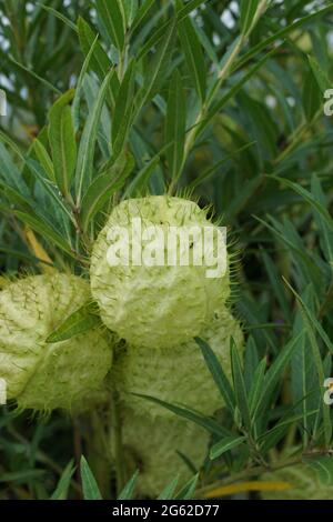 Gomphocarpus physocarpus (chiamato anche palle pelose, palloncino pianta, palloncino cotone bush, palloni di vescovo, testa di salvataggio, swan pianta, mungitura, pianta ornamentale Foto Stock