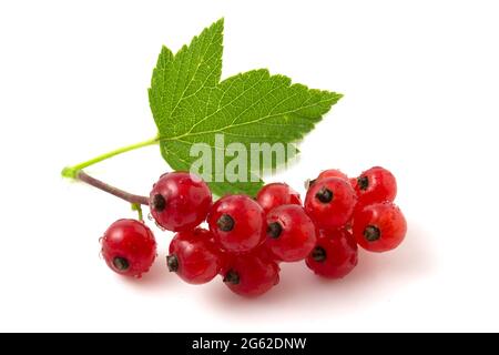 Primo piano di ribes rosso isolato su sfondo bianco. Foto Stock
