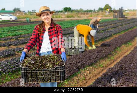 Femmina giardiniere tenendo cassa con mizuna rosso Foto Stock