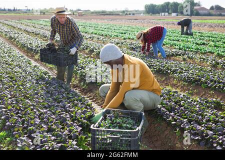 Lavoratori agricoli che raccolgono verdi frondosi sul campo Foto Stock