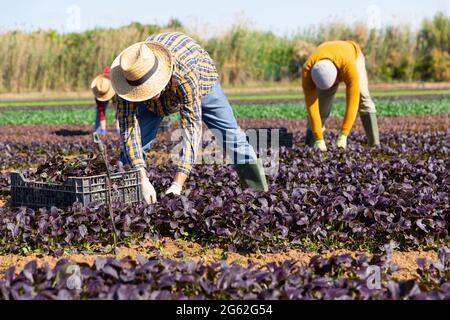 Gruppo di lavoratori agricoli che raccolgono la raccolta di canonigos rossi Foto Stock