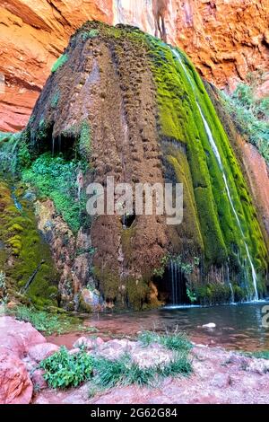 Moss on Ribbon Falls, Grand Canyon National Park, Arizona, U.S.A Foto Stock