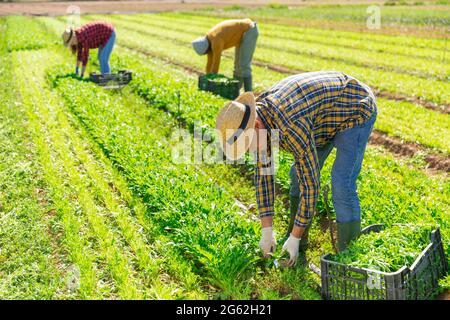 Lavoratori agricoli che raccolgono ortaggi in foglia sul campo Foto Stock