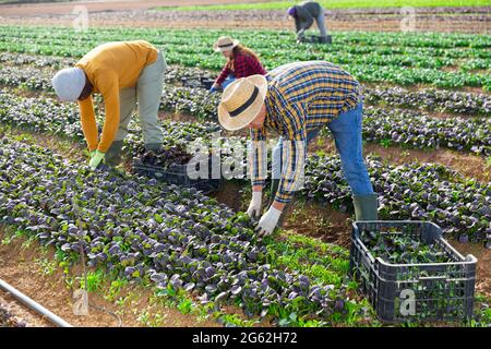 Lavoratori agricoli che raccolgono verdi frondosi sul campo Foto Stock
