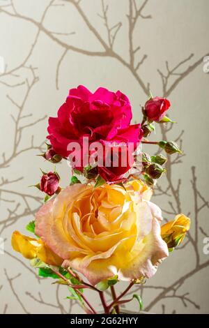 Primo piano di una rosa rossa naturale e di una rosa gialla su uno sfondo di carta marrone.Fotografia realizzata in studio con luce artificiale e ripresa in verticale f Foto Stock