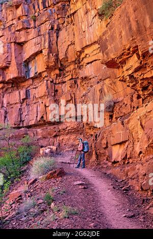 Escursioni nella gola interna del North Kaibab Trail, Grand Canyon National Park, Arizona, U.S.A Foto Stock