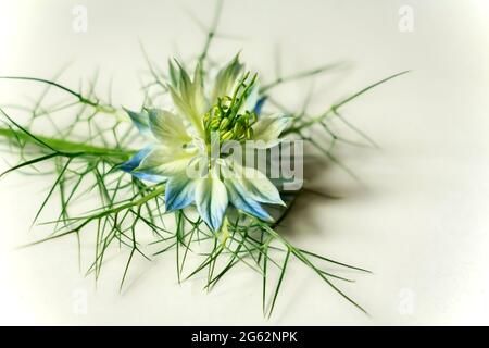 Bel fiore bianco e blu (Nigella damascena) conosciuto come amore-in-una-nebbia, signora ragged o diavolo nel cespuglio. Isolato su sfondo bianco Foto Stock