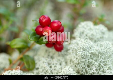 Deliziosi frutti rossi di bosco maturi, mirtilli rossi, vitis-idaea di Vaccinium che crescono nel deserto estone Foto Stock