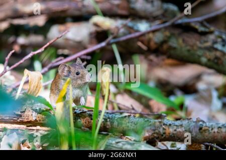 Topo di legno (Apodemus sylvaticus) sul fondo della foresta nella zona di protezione della natura Mönchbruch vicino Frankurt, Germania. Foto Stock