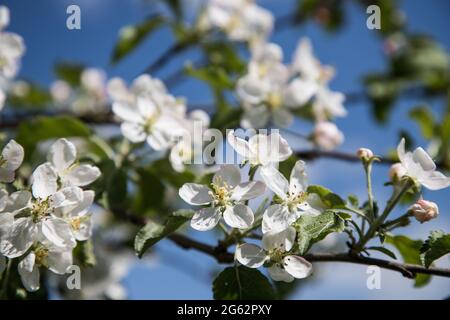 Rami di un albero di mela in fiore contro il cielo blu. Concetto di primavera Foto Stock