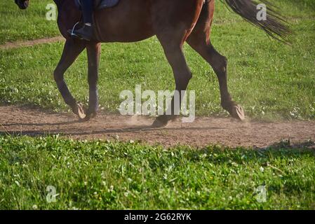 Primo piano degli zoccoli e delle gambe del cavallo nell'arena . Foto Stock