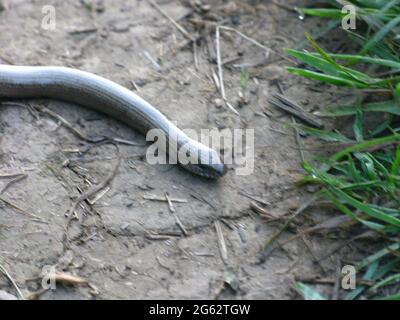 Verme lento una lucertola senza legumi che assomiglia ad un serpente. Sentiero della costa sud-occidentale. Cornovaglia nord. Paese occidentale. Inghilterra. REGNO UNITO Foto Stock