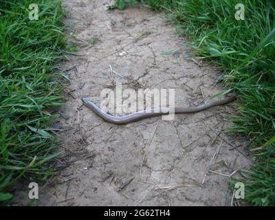 Verme lento una lucertola senza legumi che assomiglia ad un serpente. Sentiero della costa sud-occidentale. Cornovaglia nord. Paese occidentale. Inghilterra. REGNO UNITO Foto Stock