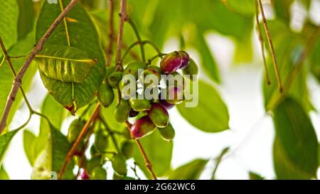 Acide acide frutti acide di Jamun o Syzygium cumini con attraente modello di foglie verdi. Mazzo verde di frutti di prugne di Giava rossi e neri di sangue organico. Foto Stock