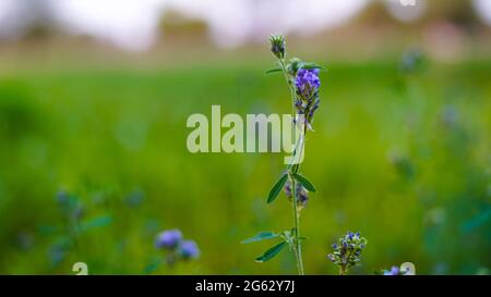 Gambi con foglie della giovane erba medica ricoperte di fiori blu profumati su closeup campo in estate mattina. Foto Stock