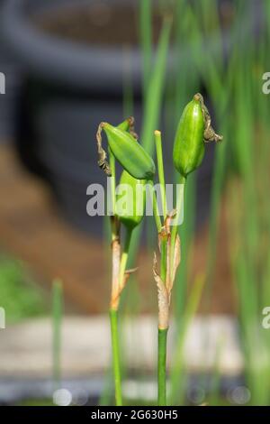 Podi di semi corti e immature dell'Iris selvaggio blu che cresce in una palude paludosa Foto Stock