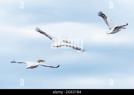 pellicani in volo su cielo nuvoloso, delta del danubio Foto Stock