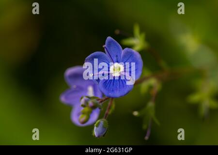 Veronica agrestis fiori che crescono in giardino, macro Foto Stock