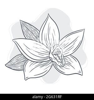 Illustrazione del fiore di vaniglia disegnata a mano. Disegno di linea Vector art in stile vintage in fiore di vaniglia per logo, menu, ricetta, emblema, tatuaggio, prodotti per la cura della stampa, della spa, del profumo, della bellezza Illustrazione Vettoriale