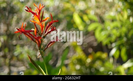 Canna rosso indica fiore, foglie verde scuro, California, Stati Uniti. Elegante fioritura floreale di arrowroot. Esotica giungla tropicale foresta pluviale atmosfera botanica. Foto Stock