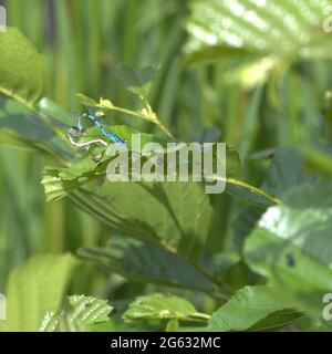 Damselflies sul lato del lago al parco acquatico sale Foto Stock