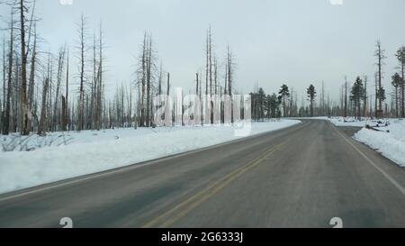 Dopo il fuoco della foresta, bruciarono alberi di alberi di carrata negli Stati Uniti. Nero secco bruciato ardesia conifere dopo la conflagrazione. Legno danneggiato di paglia in Bryce CA Foto Stock