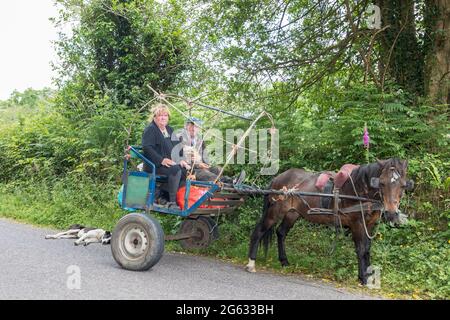 Dunmanyway, Cork, Irlanda. 01 luglio 2021. Kathleen e James o' Driscoll vanno ad un negozio locale per i messaggi sul loro pony e trappola con i loro quattro cani Bruna, Terry, Printo e Tyson a Dunmanyway, Co. Cork, Irlanda. - immagine; David Creedon / Alamy Live News Foto Stock