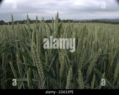 Cheshire campo di grano Foto Stock