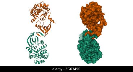 Struttura dell'omodimero 1D della protein chinasi dipendente dalla calmodulina umana, cartoni animati 3D e modelli di superficie gaussiana, sfondo bianco Foto Stock