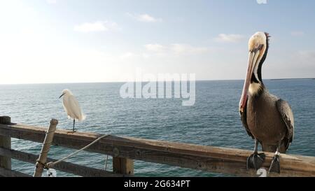 Pelican e bianco garzetto nevoso, airone su ringhiere di legno molo, Oceanside Boardwalk, California USA. Spiaggia di mare oceano. Primo piano di uccelli costieri, stagcape Foto Stock