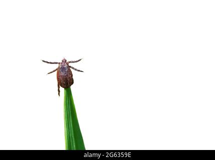 Tick marrone si trova sulla lama verde di erba gambo isolato su sfondo bianco. Dermacentor marginatus o zecca di pecora ornata strisciando da vicino Foto Stock