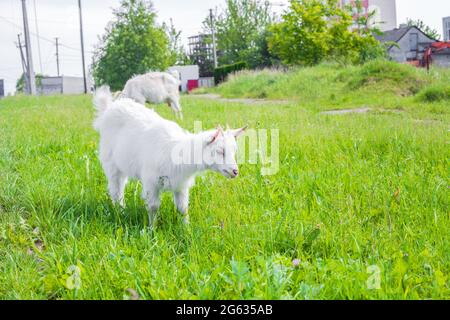 Carino goatling mangiare l'erba in campi verdi, giorno di luce estiva. Caprine bianche famiglia pascolo al pascolo soleggiato Foto Stock