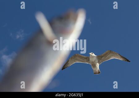 Young Herring Gull,Larus argentatus, Flying Over e eyeing UN Morto Pesce tenuto in mano, Mudeford Quay UK Foto Stock