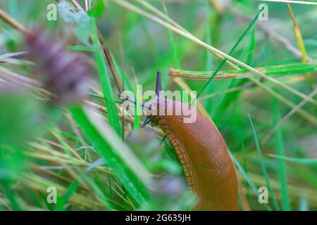 Marrone spagnolo slug strisciando in giardino estivo. Arion vulgaris ritratto in erba verde, fuoco selettivo Foto Stock