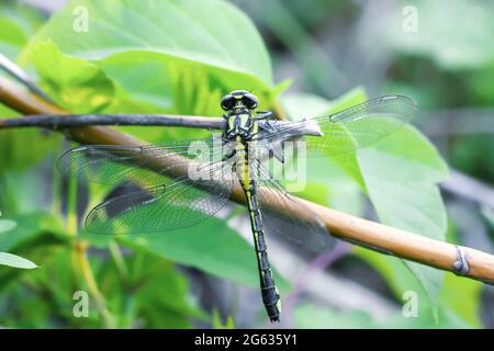 Giallo e nero grande libellula Gomphus vulgatissimus. Comune clubtail femmina insetto da vicino Foto Stock