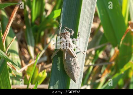 Guscio grigio libellula larvale. Esuvia ninfale di Gomfus vulgatissimus. Filamenti bianchi che sporgono dall'esuvia sono rivestimenti di trachea. Exuviae, ou essiccato Foto Stock