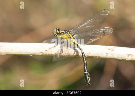 Giallo e nero grande libellula Gomphus vulgatissimus. Comune clubtail femmina insetto da vicino Foto Stock