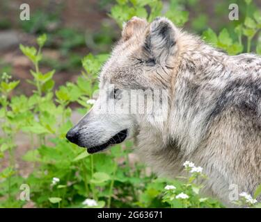 Lupo grigio messicano (Canis lupus baileyi ) Foto Stock