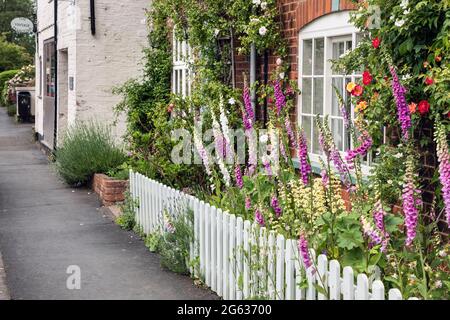 Foxguants in un giardino cottage nel villaggio di Tealby, Lincolnshire Foto Stock