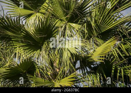 Baldacchino verde di palma di Bismarck, nobilis di Bismarckia. Fronde verdi, foglie di palma, nel soleggiato giardino del Queensland, Australia. Sfondo. Foto Stock