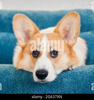 Vista ravvicinata del cane di Corgi che giace sul divano blu della casa. Gli animali domestici adorabili si rilassano sul divano. Concetto di animale domestico. Foto Stock
