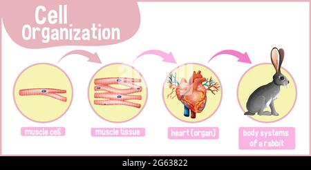 Diagramma che mostra l'organizzazione cellulare in un'illustrazione di coniglio Illustrazione Vettoriale