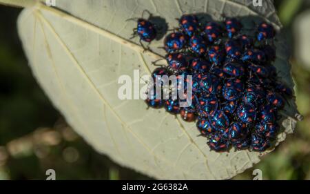 Grappolo di ninfe di Hibiscus Harlequin Bug (Tectocoris dioftalmus) blu e rosso brillante su foglia verde di ibisco. Inverno, Queensland, Australia. Foto Stock