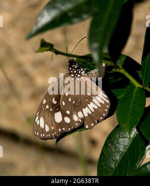 Marrone scuro e bianco farfalla corvo comune, farfalla di Oleander (nucleo di Euploea) che riposa su foglie verdi in un giardino nel Queensland, Australia Foto Stock