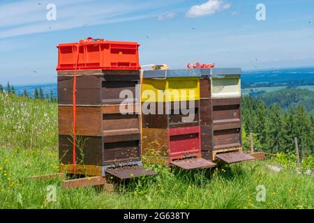 Colourful Beehives con le api occupate su un prato di primavera fiorente nelle Alpi Allgaeu sopra il villaggio di Oberjoch, Allgau, Baviera, Germania Foto Stock