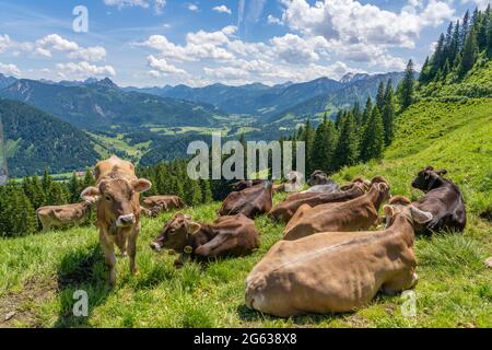 Mandria di mucche da latte Allgaeu riposante su un verde pascolo estivo sopra il villaggio di Unterjoch nei Monti Allgaeu, Baviera, Germania Foto Stock