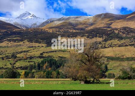 Paesaggio rurale nell'Isola del Sud della Nuova Zelanda. Un albero gnarled si trova in un pascolo di fronte ad uno sfondo montagnoso Foto Stock