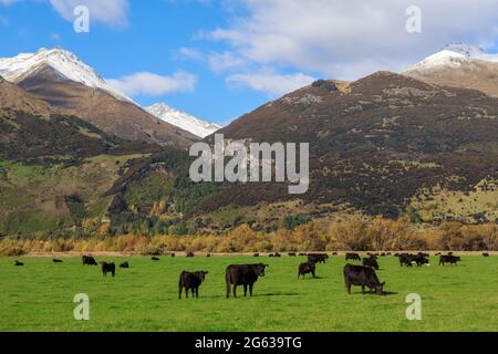 Una mandria di bovini neri in un pascolo con montagne sullo sfondo. Fotografato nella zona di Glenochy dell'Isola del Sud della Nuova Zelanda Foto Stock