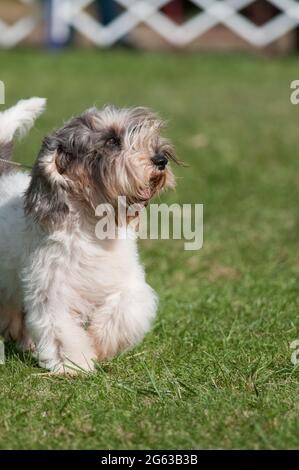 Petit Basset Griffon Vendéen (PBGV) che cammina nell'anello dello spettacolo del cane Foto Stock