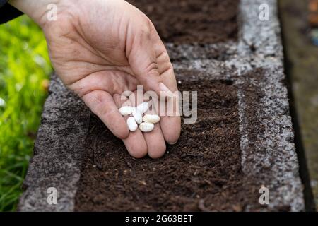 Donna che pianta fagioli in terreno fertile, closeup. Semi vegetali Foto Stock